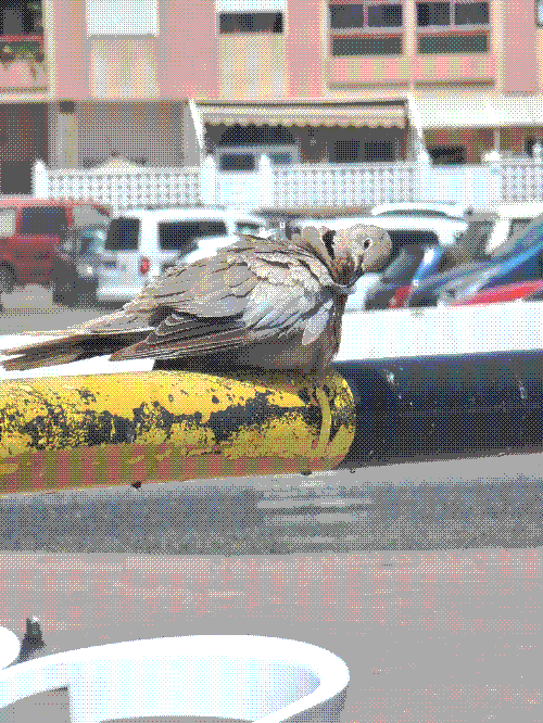 a collared dove having a lovely preen under the sun, on the gate railings of a carpark